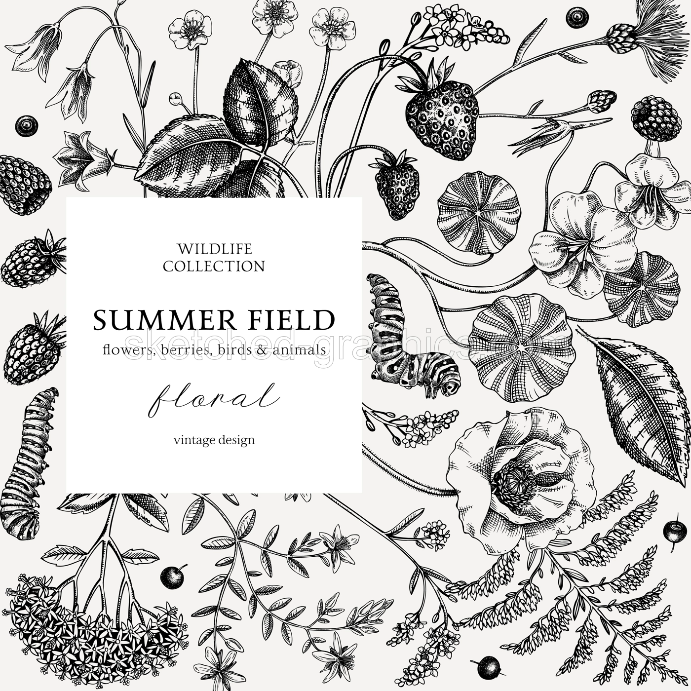 Sketched summer background. Floral frame design in vinatge style. Wildflowers botanical illustration. Hand-drawn field of flowers and insects for wedding invitation, decoration. Illustration
